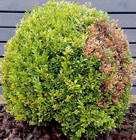 Chicagoland Winter Boxwood Hedge Damage | Platt Hill Nursery | Blog ...