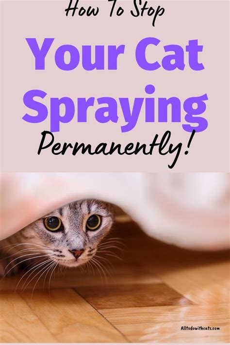 How To Stop Your Cat Spraying Permanently | Cat spray, Cat behavior, Cat care tips