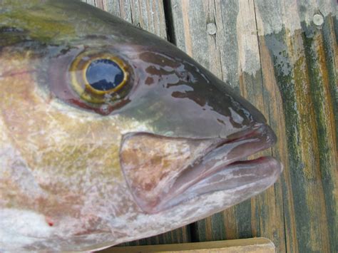 Amberjack Identification » NCFishes.com