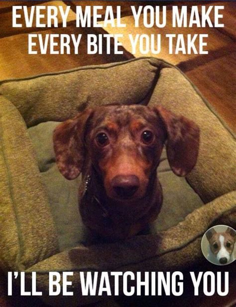 Pin by Kimberly Lynn on Dachshund | Funny dog memes, Dog quotes funny, Funny dachshund