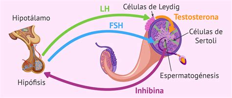 Hormonas sexuales masculinas
