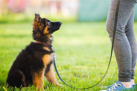 Mastering German Shepherd Training: Unleashing the Potential of a Noble Breed . - Petco Dog Care