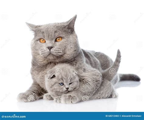 1,447 Mother Cat Hugging Kitten Photos - Free & Royalty-Free Stock Photos from Dreamstime