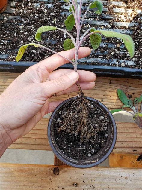 How to Propagate (Grow) Sage Cuttings in Water or Soil ~ Homestead and ...