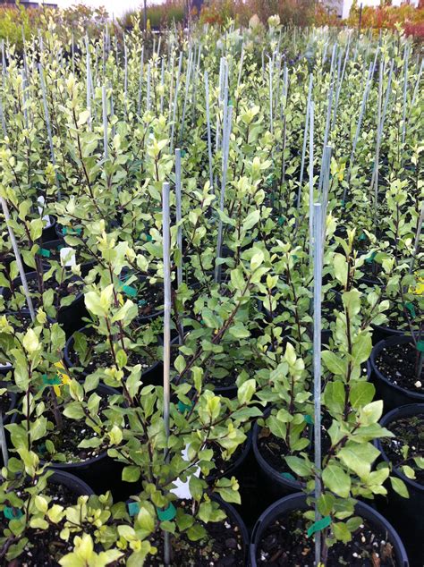 Pittosporum 'Silver Sheen' - Oz Trees - Native Plant Nursery