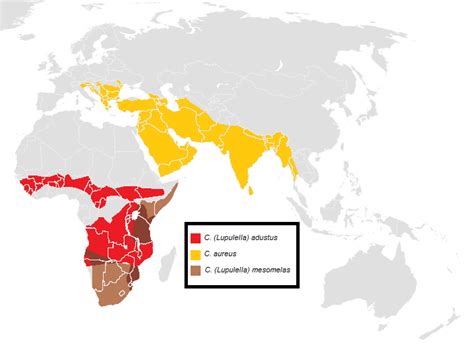 Abe's Animals: Range map of each jackal species