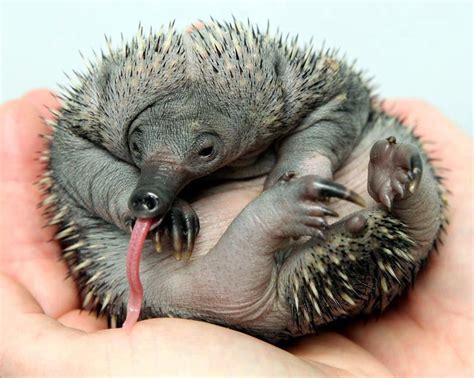 12 Baby Animals So Ugly They Are Cute