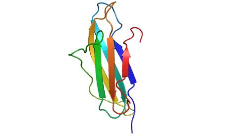 Beta-2 microglobulin - wikidoc