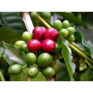 Buy Wholesale China Green Coffee Bean Extract Chlorogenic Acid & Green Coffee Bean Extract ...