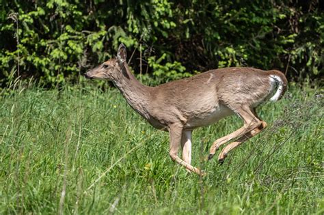 Chronic Wasting Disease (CWD) In Deer: What You Need To Know About ...