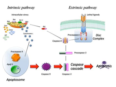 Role of Apoptosis in disease | Aging