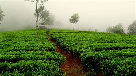 Tea Gardens Palampur – Ketav's Ayush Panchkarma India