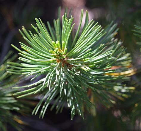 Whitebark_pine_Pinus_albicaulis_needle_clusters – White Pine Library ...