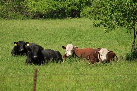 Iowa Cows | Farm animals, Iowa, Cow