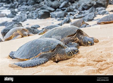 Two Green Sea Turtles on the beach, Ho'okipa Beach Park, Hawaii, USA ...