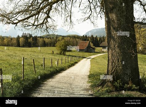 Weg der an einer Eiche vorbei der auf eine Hütte zuführt Stock Photo ...