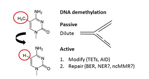 Active DNA demethylation: A two-step process - Advanced Science News