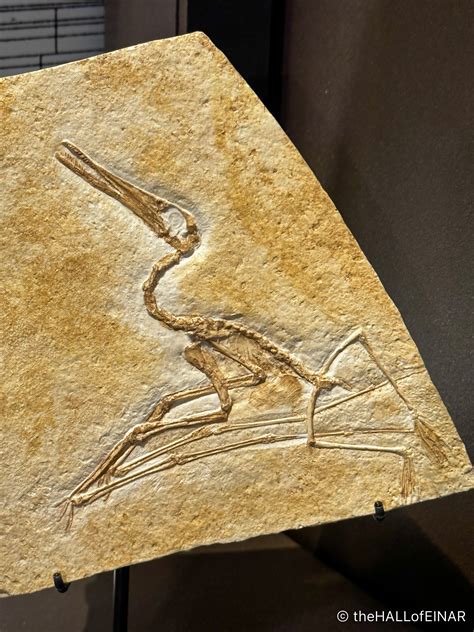 Archaeopteryx – David at the HALL of EINAR