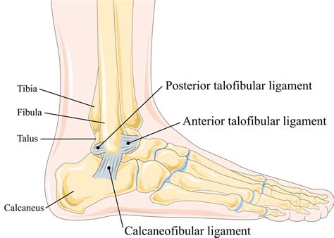 Ankle Anatomy and injuries: Muscles and Ligaments