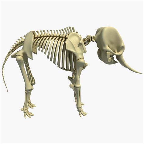 an animal skeleton is shown on a white background with clippings to the side