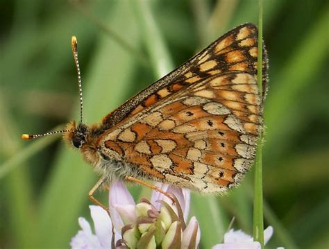 Euphydryas aurinia. Marsh Fritillary | Cors Erddreiniog NNR … | Flickr