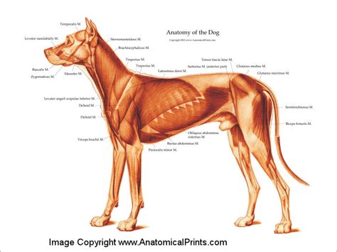 Dog Anatomical Chart Muscles