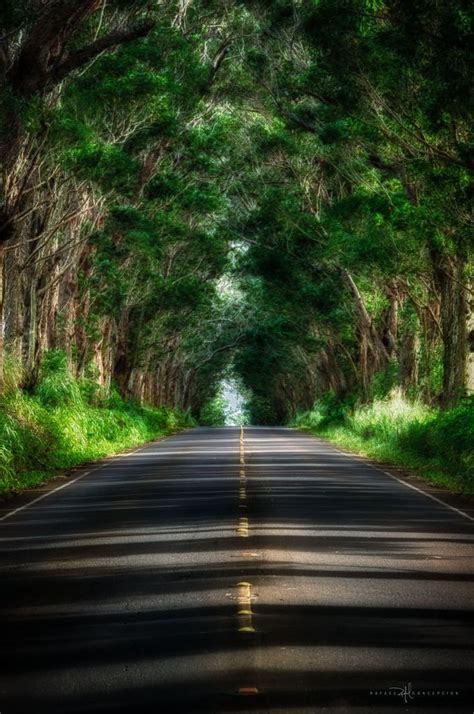 Tunnel Of Trees | Hawaii tours, Places to travel, Places to visit