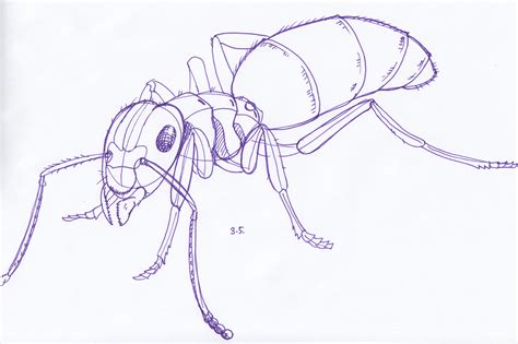 Ants Sketch at PaintingValley.com | Explore collection of Ants Sketch