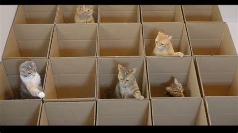 9 Cats Enjoy Cardboard Maze Their Human Servant Made For Them