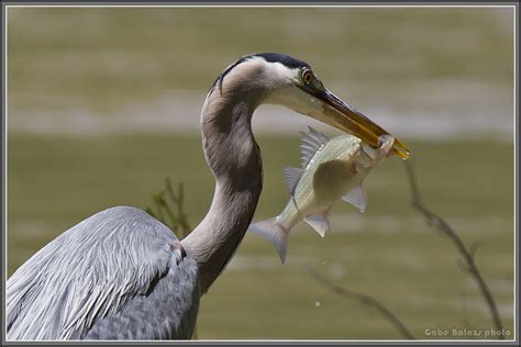 Heron Fishing 5a | gabebalazs | Flickr