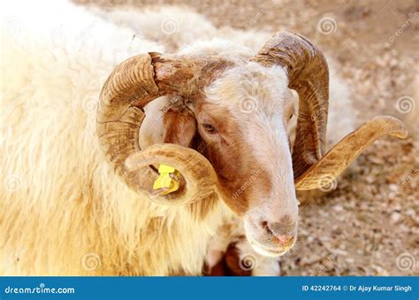 Portrait of a Awassi sheep stock photo. Image of beautiful - 42242764