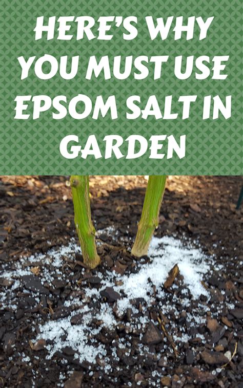 Here's Why You Must Use Epsom Salt In Garden - Gardening Sun in 2021 | Epsom salt garden, Epsom ...