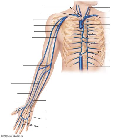 Upper Veins Diagram | Quizlet