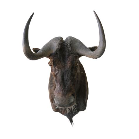 Bison Skull - Taxidermy Mounts for Sale and Taxidermy Trophies for Sale!