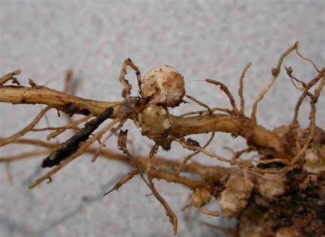 Root-knot Nematode | Symptoms & How to eliminate