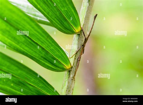 Phasmatodea - walking stick - stick bug - stick insects - stick bugs - bug sticks - a camouflage ...