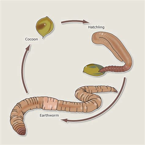 Reproduction and Development - The Earthworm Resource