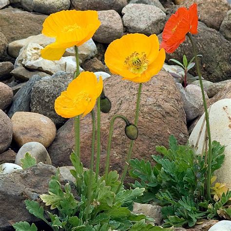 Iceland Poppy- Victory Giants Mix seeds | The Seed Collection