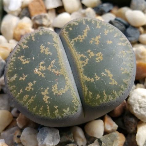 Lithops living stones – Planet Desert