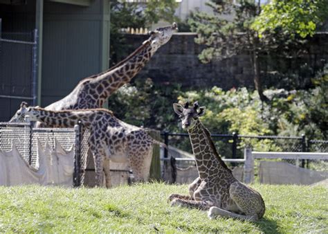 Photos: Baby zoo animals | Entertainment | tucson.com