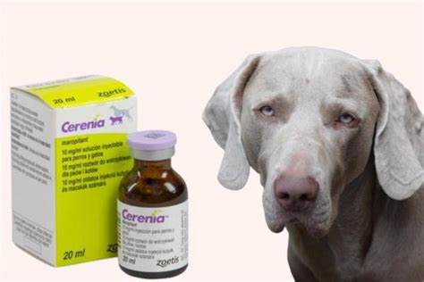 Cerenia for Dogs - Uses, Dosage and Side Effects of Maropitant