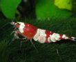 Yellow Shrimp care guide and live shrimps for sale