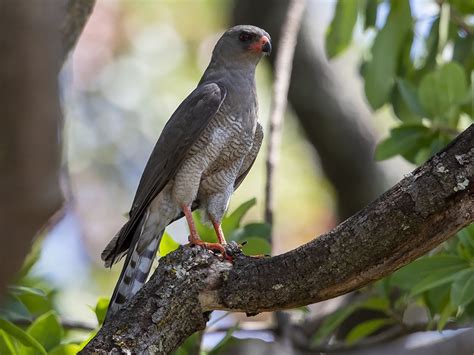 Gabar Goshawk - eBird