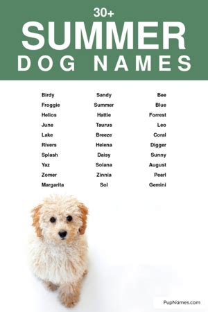 30+ Summer Dog Names (+ Meanings) | PupNames.com™