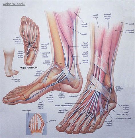 Foot Anatomy Muscles Foot Archives Anatomy Human Body | Foot anatomy ...