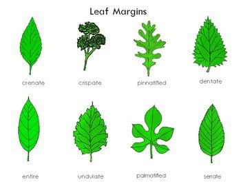 Leaf Margins: Three Part Cards by Green Tree Montessori Materials