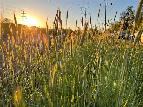 When is rye ready to harvest? - General Gardening - Growing Fruit