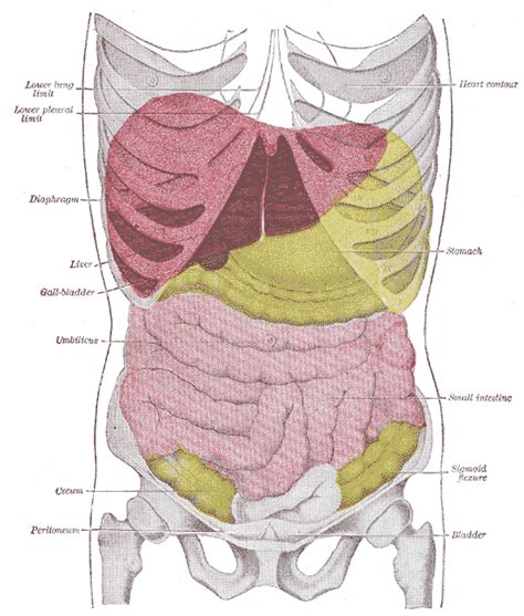 Liver (2) - wikidoc