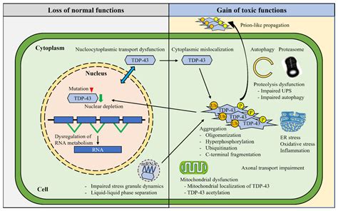 IJMS | Free Full-Text | Molecular Dissection of TDP-43 as a Leading ...