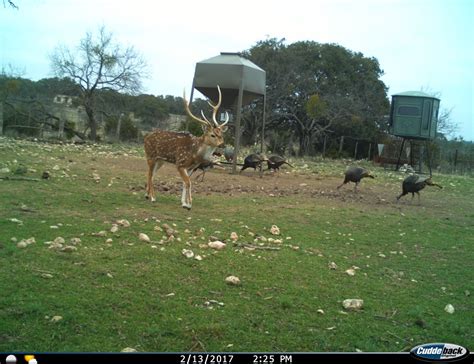 Texas Hunting Ranch | Exotic Game Ranch In Texas